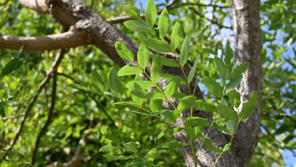 Streetlights make leaves from nearby trees harder to eat