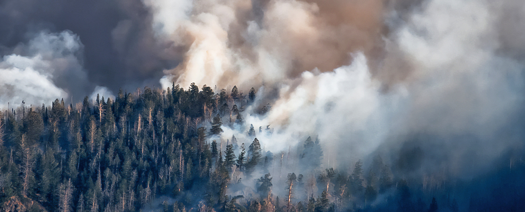 Trees react in surprising ways to wildfire smoke, scientists find: ScienceAlert